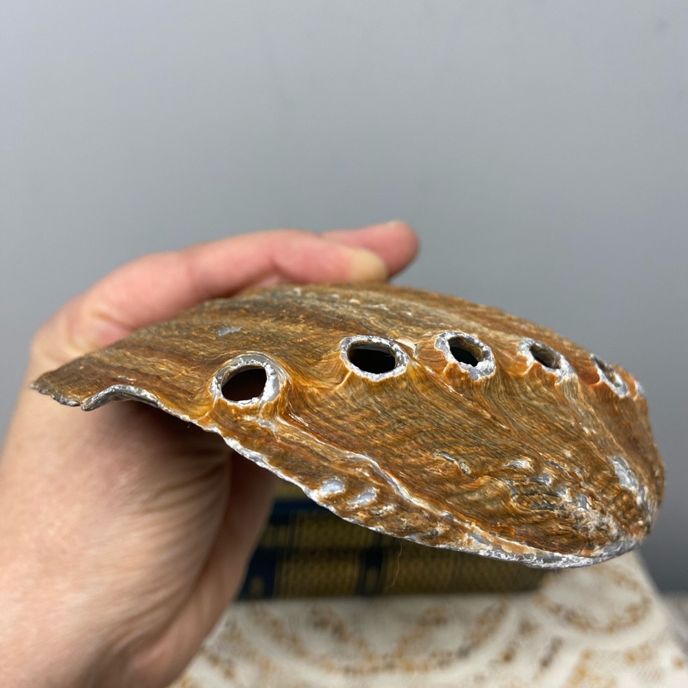 Two Shells-Abalone and Conch - Picture 8 of 11
